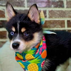 Female Pomsky puppy for sale at Shake A Paw Union.