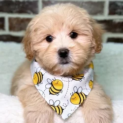 Male Pekingese / Poodle puppy for sale at Shake A Paw Union.