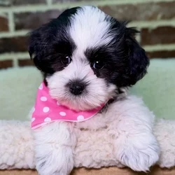 Female Shih Tzu / Bichon puppy for sale at Shake A Paw Union.