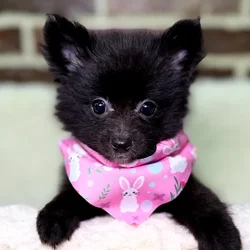 Female Pomeranian puppy for sale at Shake A Paw Union.