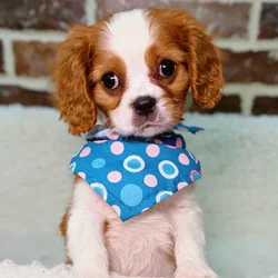 Male Cavalier King Charles Spaniel puppy for sale at Shake A Paw Union.