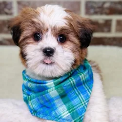 Male Havanese / Shih Tzu puppy for sale at Shake A Paw Union.