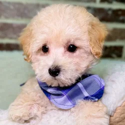 Female Bichon / Poodle puppy for sale at Shake A Paw Union.