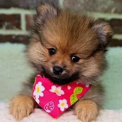 Female Pomeranian puppy for sale at Shake A Paw Union.