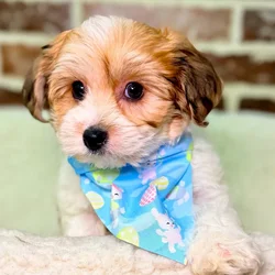 Male Yorkie / Bichon puppy for sale at Shake A Paw Union.