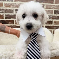 Male Bichon Frise puppy for sale at Shake A Paw Union.