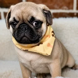 Male Pug puppy for sale at Shake A Paw Union.