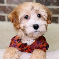 Female Havanese / Poodle puppy for sale at Shake A Paw Union.