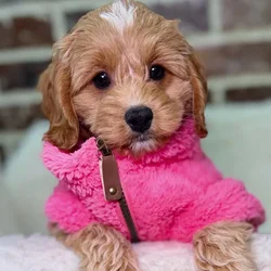 Female Cockapoo 2Nd Gen puppy for sale at Shake A Paw Union.