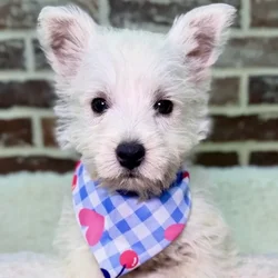 Female West Highland White Terrier puppy for sale at Shake A Paw Union.