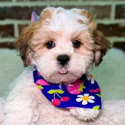 Female Shih Tzu / Bichon puppy for sale at Shake A Paw Union.