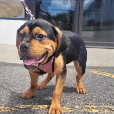 Female Bulldog Mix rescue dog for sale at Shake A Paw Center for Rescue and Adoption.