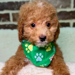 Male Mini Goldendoodle 2Nd Gen puppy for sale at Shake A Paw Union.