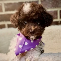 Female Poodle puppy for sale at Shake A Paw Union.