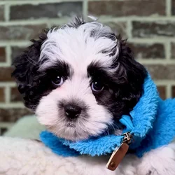 Female Shih Tzu / Bichon puppy for sale at Shake A Paw Union.