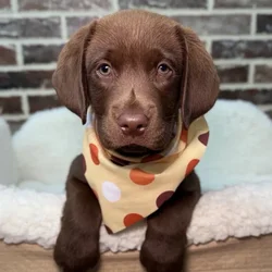Male Labrador Retriever puppy for sale at Shake A Paw Union.