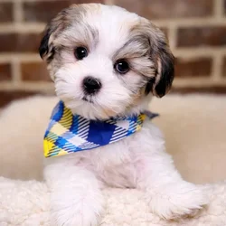 Male Shih Tzu / Bichon puppy for sale at Shake A Paw Union.