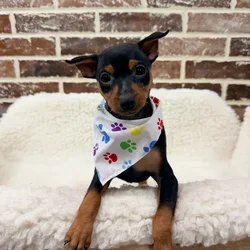 Male Miniature Pinscher puppy for sale at Shake A Paw Union.