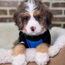 Male Mini Bernedoodle puppy for sale at Shake A Paw Union.