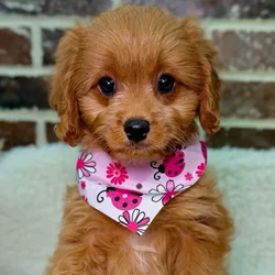 Female Cavapoo puppy for sale at Shake A Paw Union.