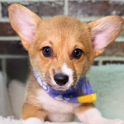 Female Pembroke Welsh Corgi puppy for sale at Shake A Paw Union.