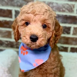 Male Cockapoo 2Nd Gen puppy for sale at Shake A Paw Union.