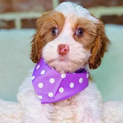 Female Shih Tzu / Poodle puppy for sale at Shake A Paw Union.