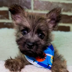 Male Cairn Terrier puppy for sale at Shake A Paw Union.