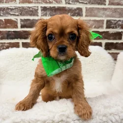 Male Cavalier King Charles Spaniel puppy for sale at Shake A Paw Union.