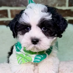 Male Shih Tzu / Bichon puppy for sale at Shake A Paw Union.