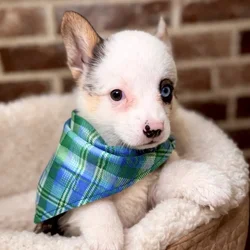 Female American Corgi puppy for sale at Shake A Paw Union.