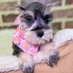 Female Mini Schnauzer puppy for sale at Shake A Paw Union.