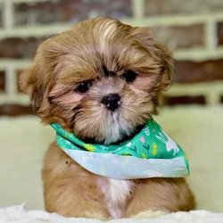 Male Shih Tzu puppy for sale at Shake A Paw Union.