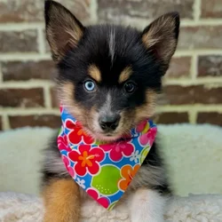 Female Pomsky puppy for sale at Shake A Paw Union.