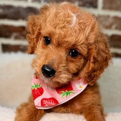 Female Mini Goldendoodle 2Nd Gen puppy for sale at Shake A Paw Union.