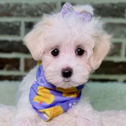 Female Maltipoo puppy for sale at Shake A Paw Union.