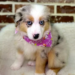 Female Mini American Shepherd puppy for sale at Shake A Paw Union.