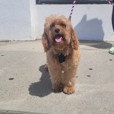 Male Poodle Mix rescue dog for sale at Shake A Paw Center for Rescue and Adoption.