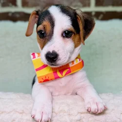 Female Jack Russell Terrier puppy for sale at Shake A Paw Union.