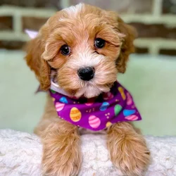 Female Cockapoo 2Nd Gen puppy for sale at Shake A Paw Union.