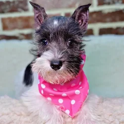 Female Mini Schnauzer puppy for sale at Shake A Paw Union.