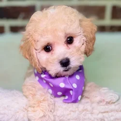 Female Bichon / Poodle puppy for sale at Shake A Paw Union.