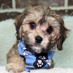 Male Cavachon puppy for sale at Shake A Paw Union.