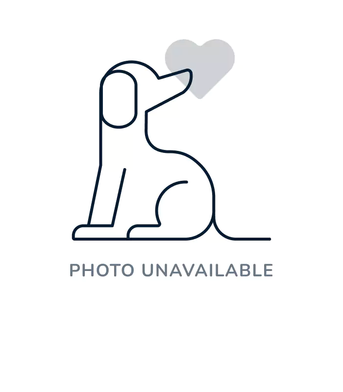 Male Golden Retriever Mix rescue dog for sale at Shake A Paw Center for Rescue and Adoption.